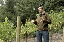 Hillside Landscaping Ideas - Home Vineyard
